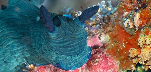 Raja Ampat Diving Coral